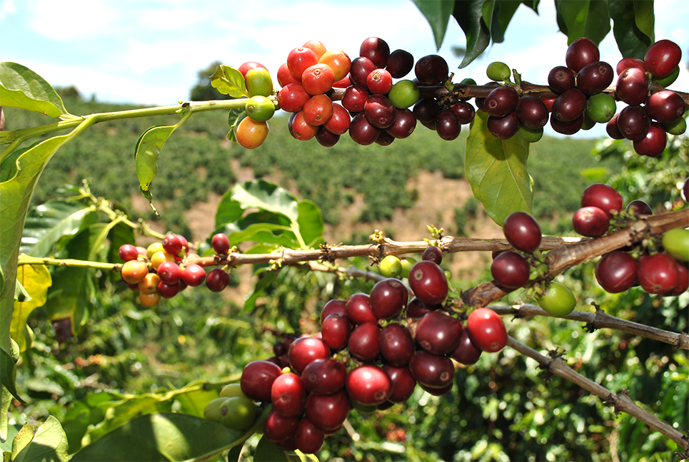 "Descubre la Magia del Eje Cafetero con Palmarum"