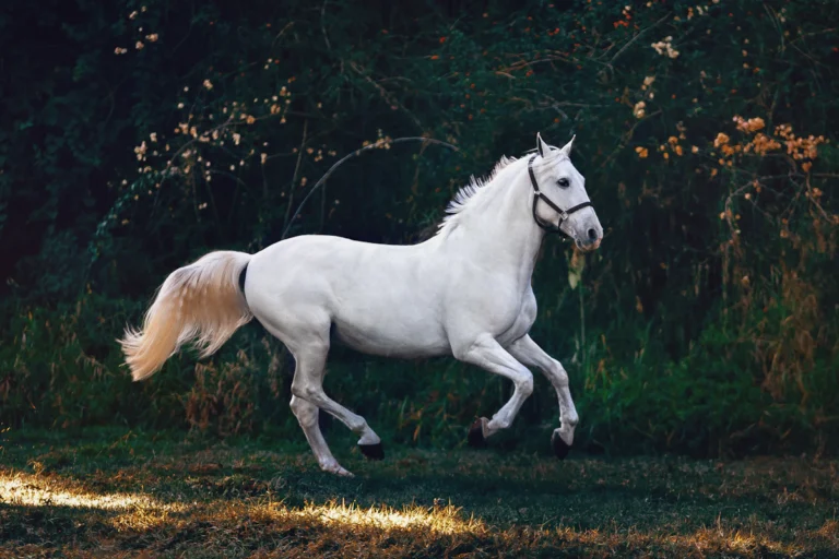 Horseback ride through traditional Colombian haciendas