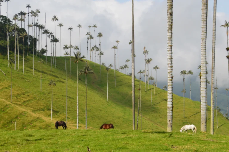 Wax palms of Cocora Valley, Quindío, Colombia