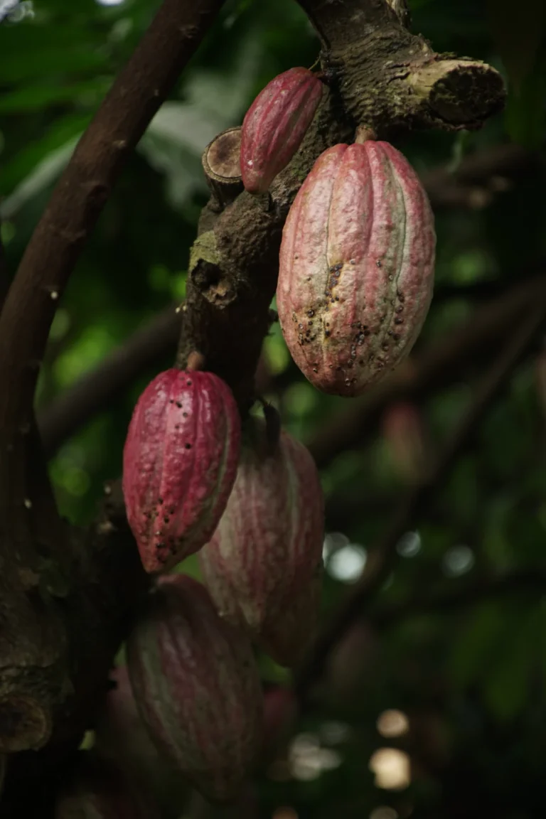 Vainas de cacao maduras en el árbol