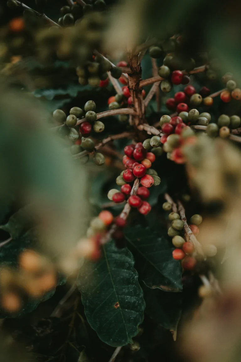 Cerezas de café maduras en la planta, Eje Cafetero