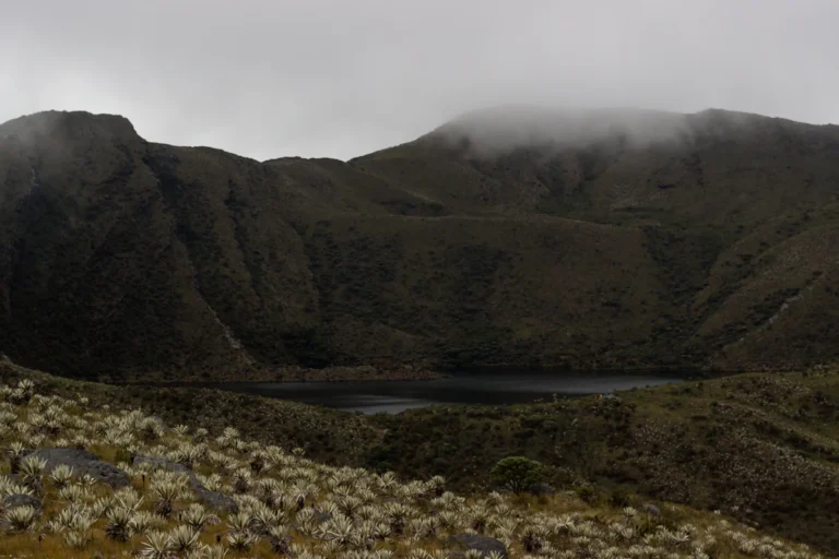 Páramo and lake in Los Nevados National Park