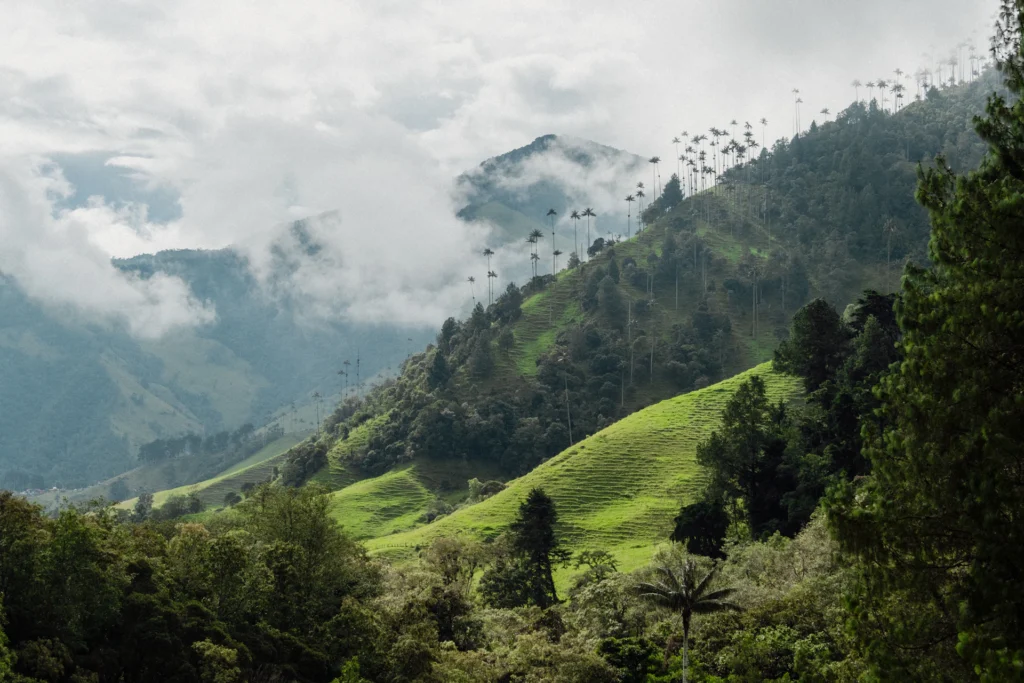 Cocora Valley wax palms, Coffee Region, Colombia