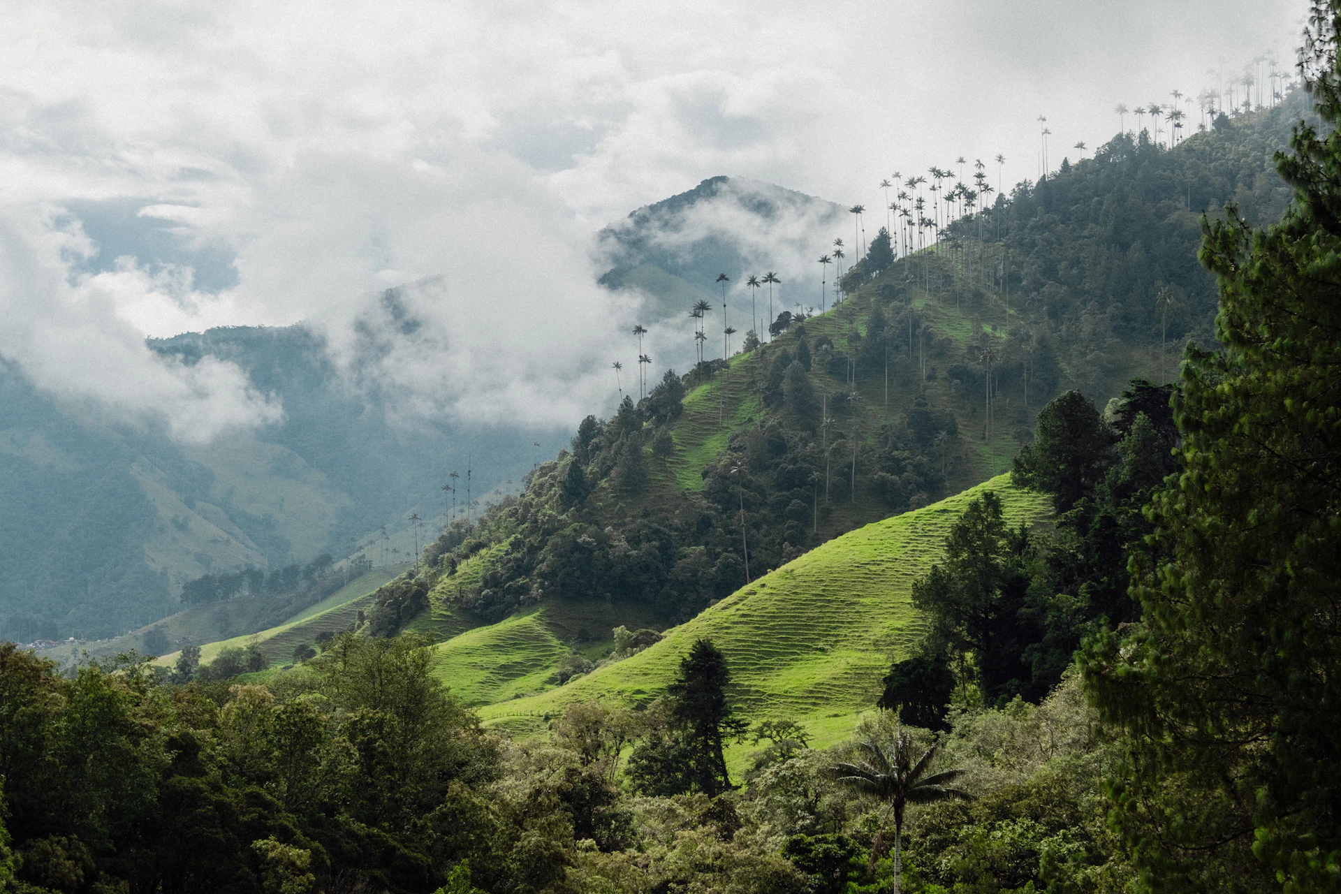 Cocora Valley wax palms, Coffee Region, Colombia